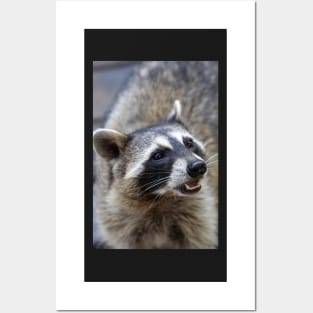 Beautiful Raccoon Print Posters and Art